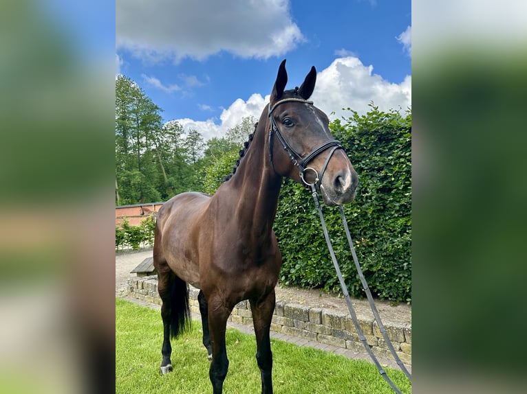 Oldenburg Gelding 7 years 17.2 hh Smoky-Black in Visbek
