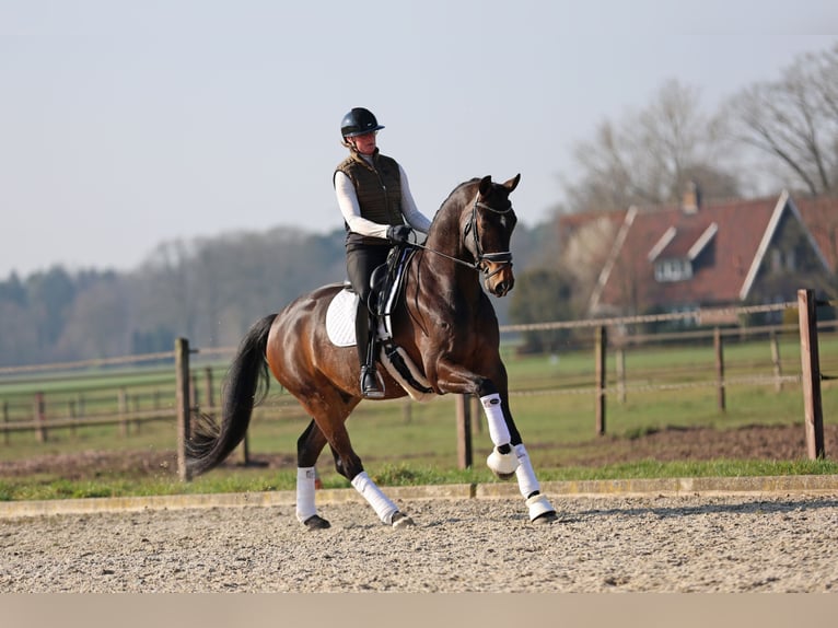 Oldenburg Gelding 7 years 17 hh Bay-Dark in Haaksbergen