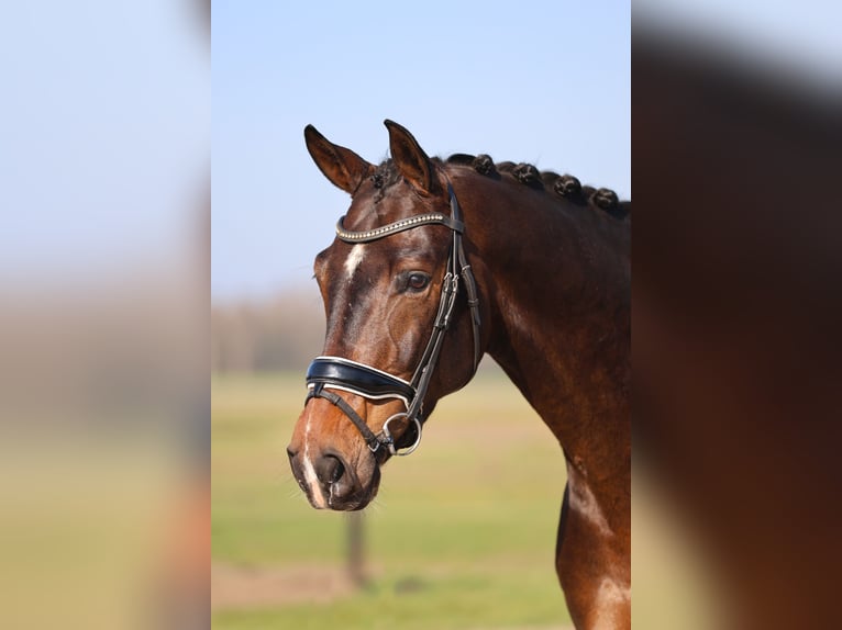 Oldenburg Gelding 7 years 17 hh Bay-Dark in Haaksbergen