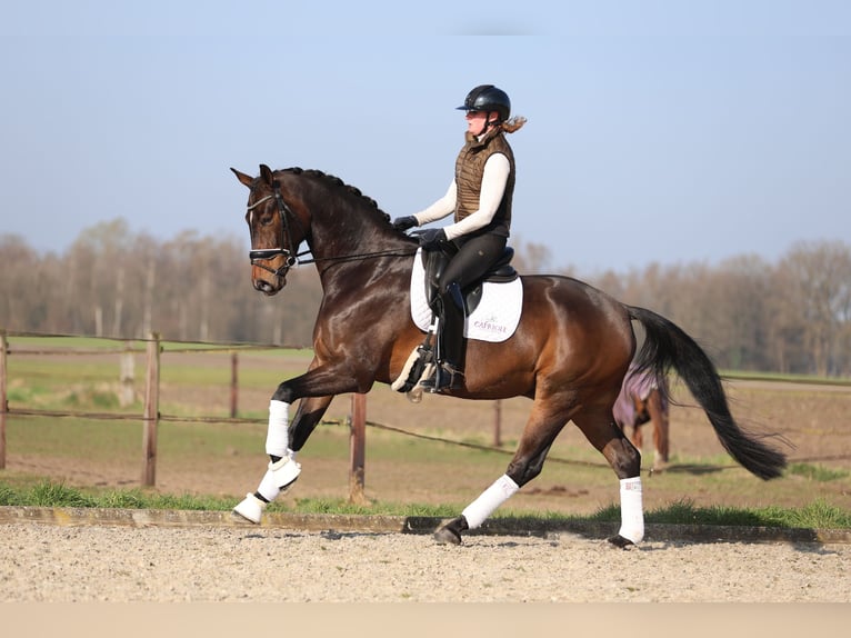 Oldenburg Gelding 7 years 17 hh Bay-Dark in Haaksbergen