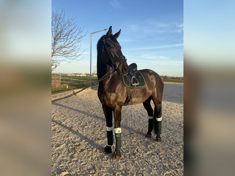 Oldenburg Gelding 7 years 17 hh Bay-Dark in Korntal-Münchingen