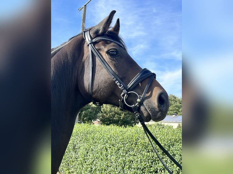 Oldenburg Gelding 7 years 17 hh Bay-Dark in Wardow