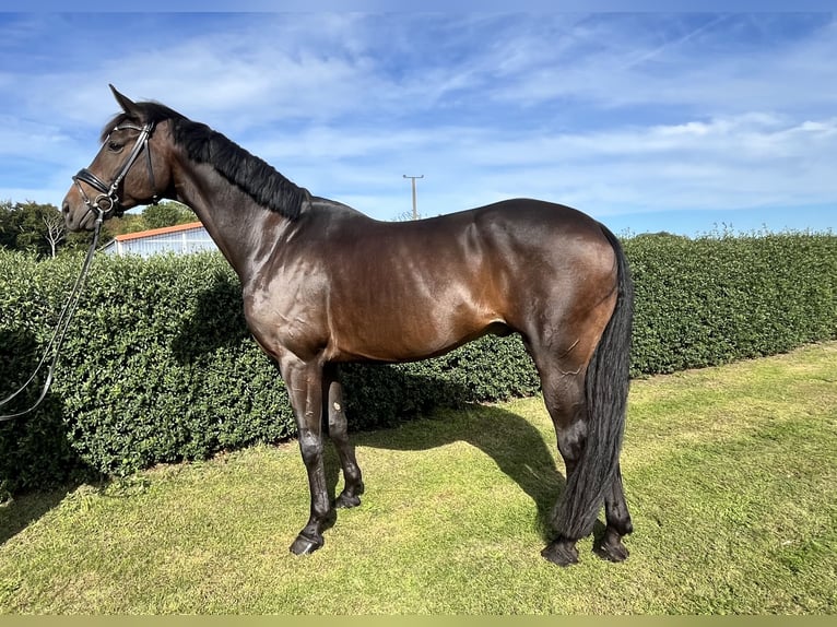 Oldenburg Gelding 7 years 17 hh Bay-Dark in Wardow