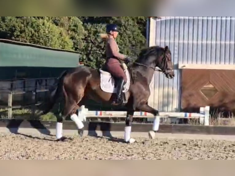 Oldenburg Gelding 7 years 17 hh Bay-Dark in Wardow