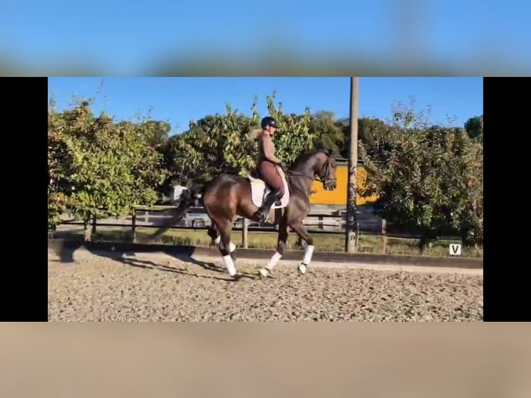Oldenburg Gelding 7 years 17 hh Bay-Dark in Wardow