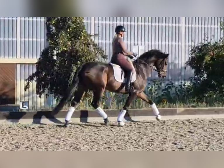 Oldenburg Gelding 7 years 17 hh Bay-Dark in Wardow