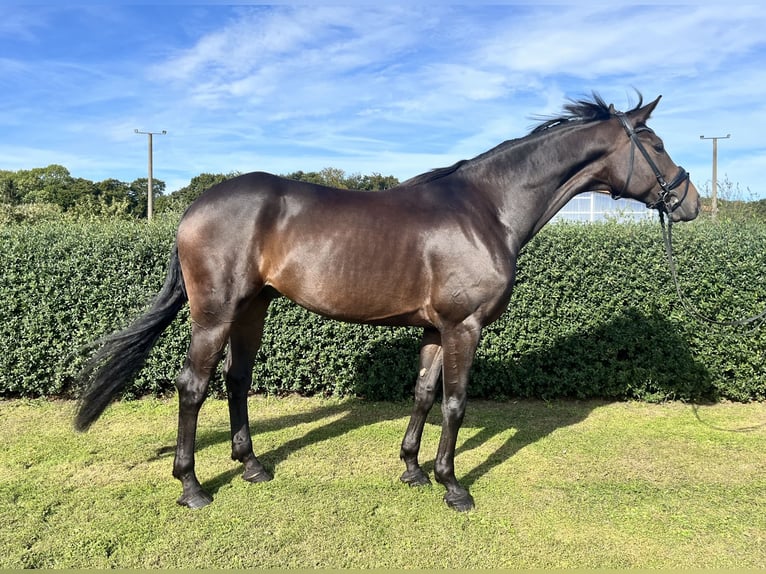 Oldenburg Gelding 7 years 17 hh Bay-Dark in Wardow