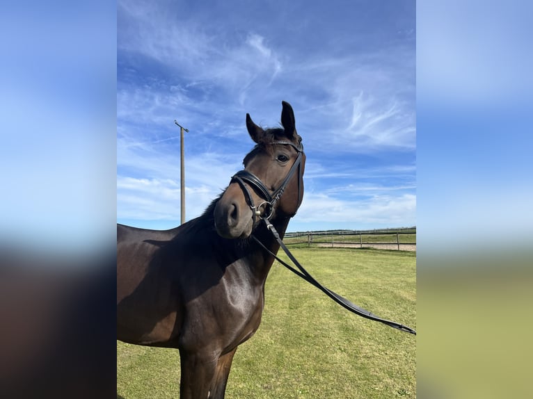 Oldenburg Gelding 7 years 17 hh Bay-Dark in Wardow