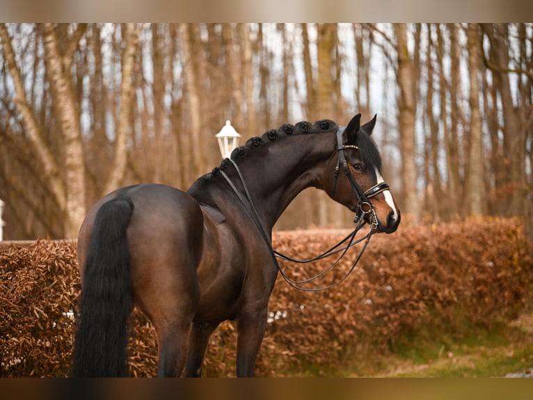 Oldenburg Gelding 7 years 17 hh Bay-Dark in Wehringen