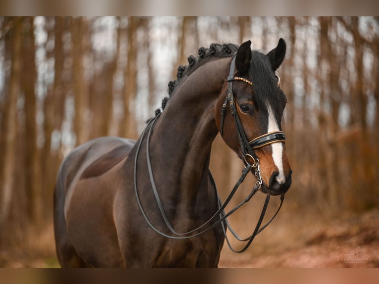 Oldenburg Gelding 7 years 17 hh Bay-Dark in Wehringen