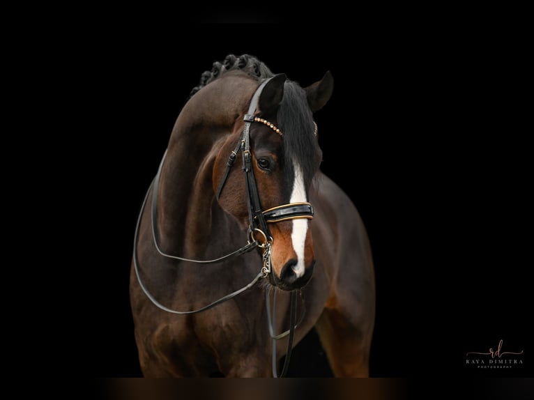 Oldenburg Gelding 7 years 17 hh Bay-Dark in Wehringen