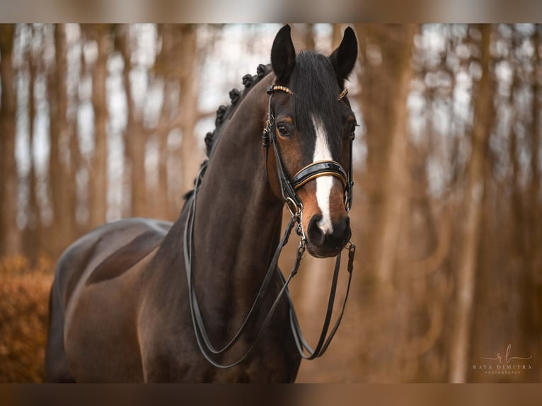 Oldenburg Gelding 7 years 17 hh Bay-Dark in Wehringen