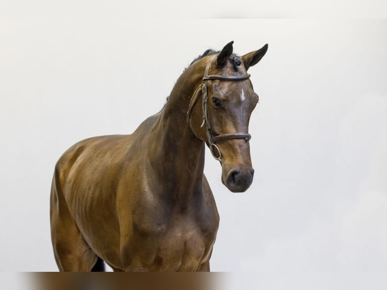 Oldenburg Gelding 7 years 17 hh Bay-Dark in Dornburg