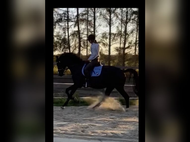 Oldenburg Gelding 7 years 17 hh Black in Neuenkirchen