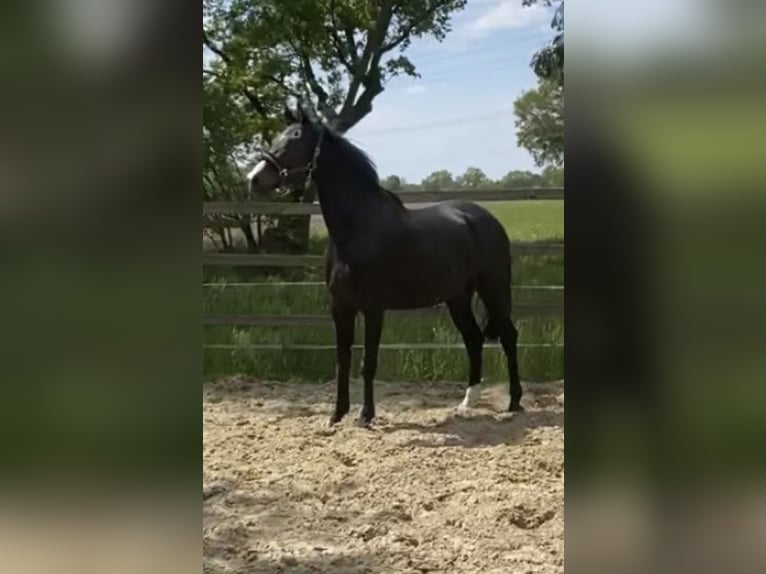 Oldenburg Gelding 7 years 17 hh Black in Neuenkirchen