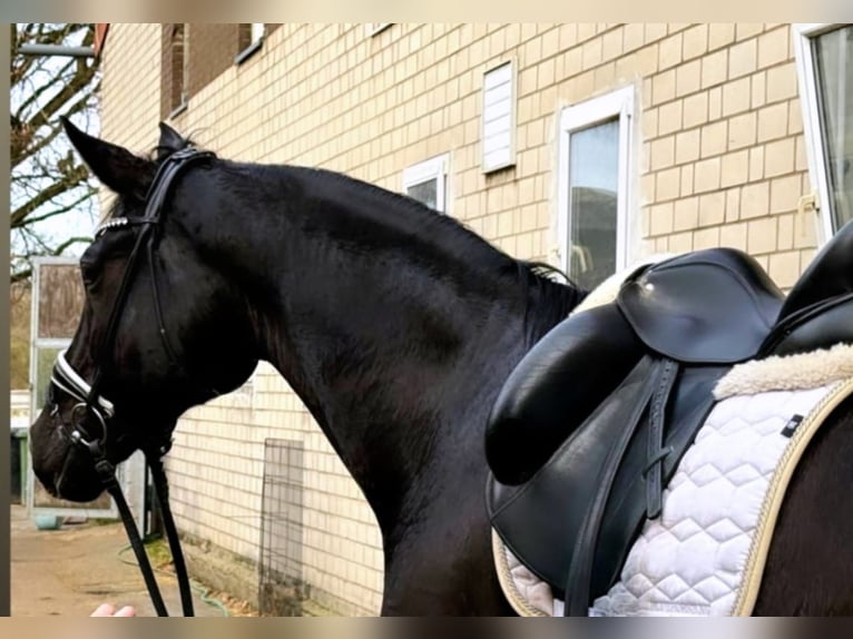 Oldenburg Gelding 7 years 17 hh Black in Neuss