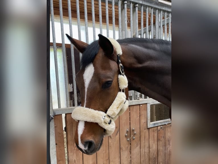 Oldenburg Gelding 7 years 17 hh Brown in Bodenheim