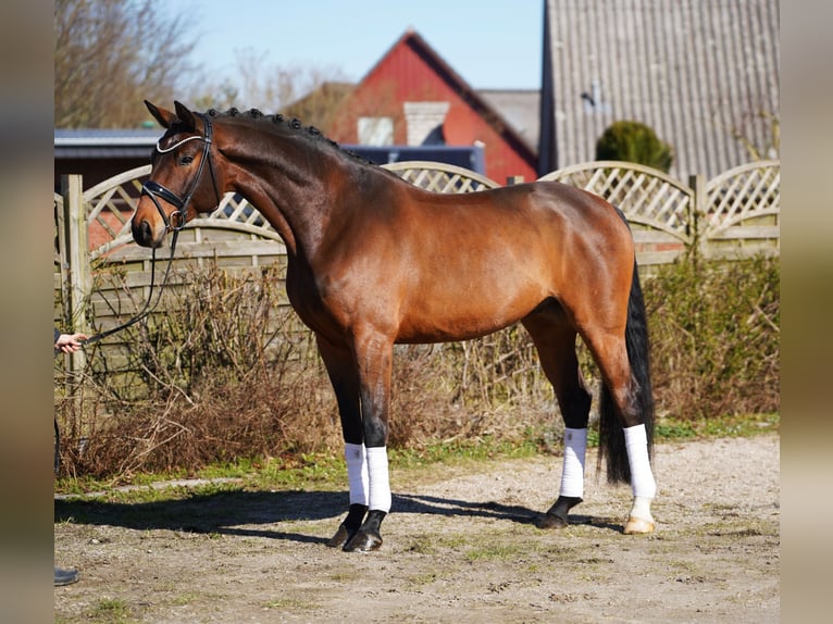 Oldenburg Gelding 7 years 17 hh Brown in Hohenfelde