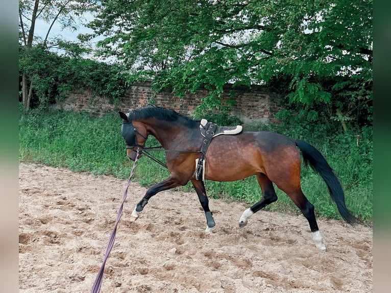 Oldenburg Gelding 7 years 17 hh Brown in Molsberg