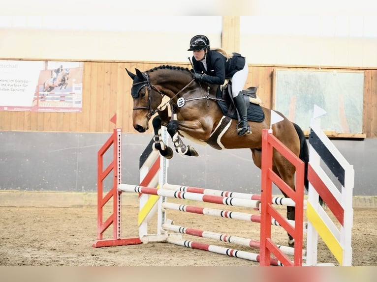 Oldenburg Gelding 7 years 17 hh Brown in Schwanstetten