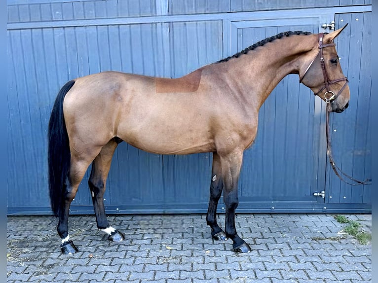 Oldenburg Gelding 7 years 17 hh Brown in Schwanstetten