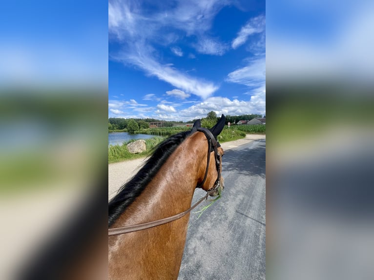 Oldenburg Gelding 7 years 17 hh Brown in Schwanstetten