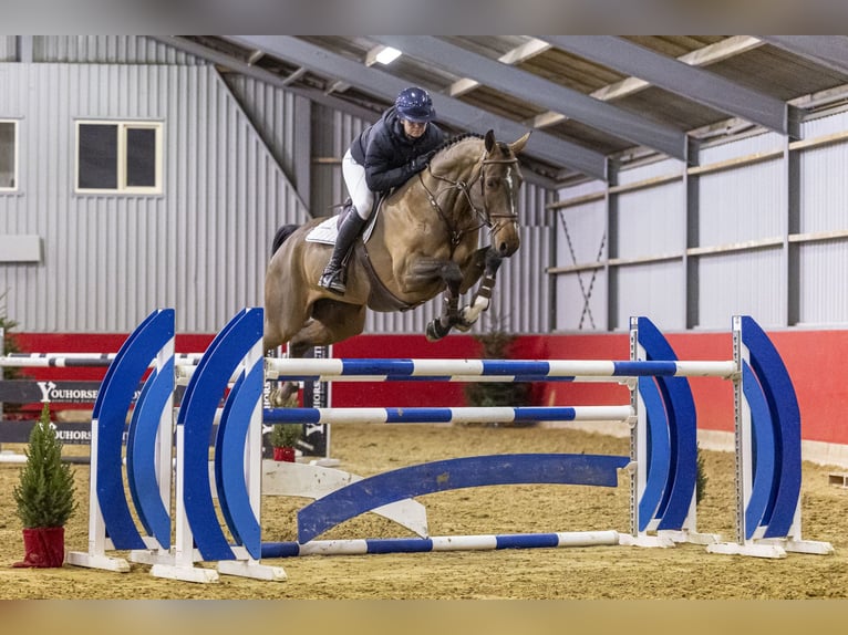 Oldenburg Gelding 7 years 17 hh Brown in Waddinxveen