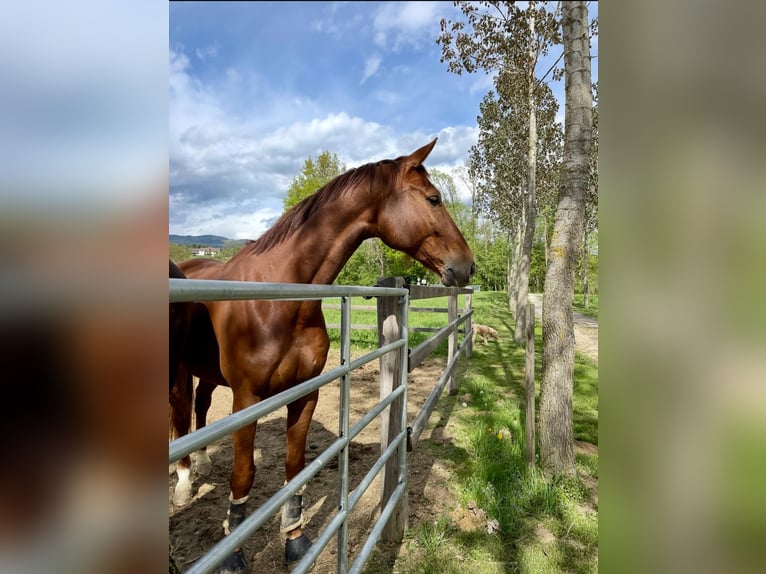 Oldenburg Gelding 7 years 17 hh Chestnut-Red in Pöllau
