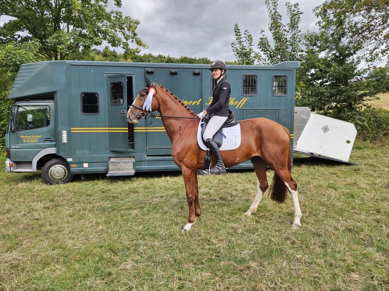 Oldenburg Gelding 7 years 17 hh Chestnut-Red in Velbert