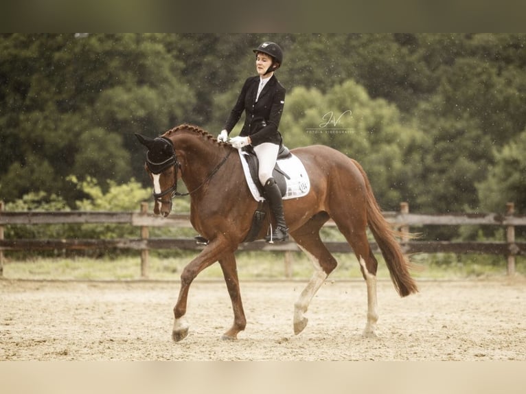 Oldenburg Gelding 7 years 17 hh Chestnut-Red in Velbert