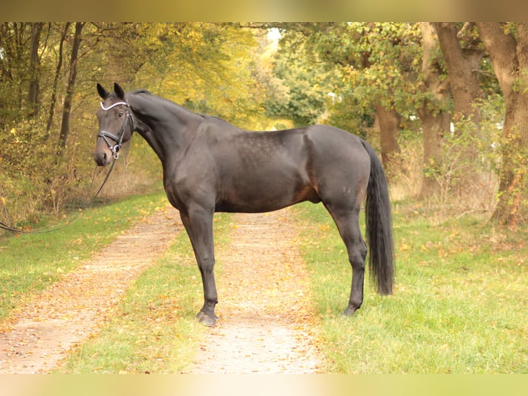 Oldenburg Gelding 7 years 17 hh Smoky-Black in Valluhn