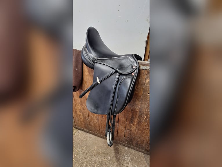 Oldenburg Mix Gelding 7 years 17 hh Smoky-Black in Koppl