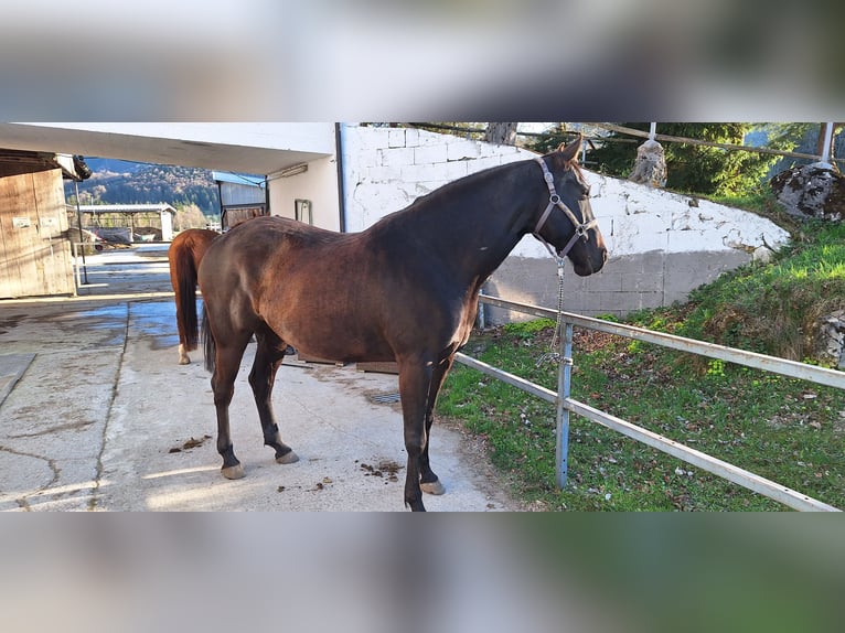 Oldenburg Mix Gelding 7 years 17 hh Smoky-Black in Koppl
