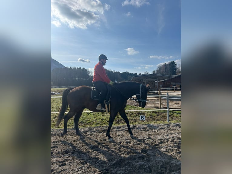 Oldenburg Mix Gelding 7 years 17 hh Smoky-Black in Koppl