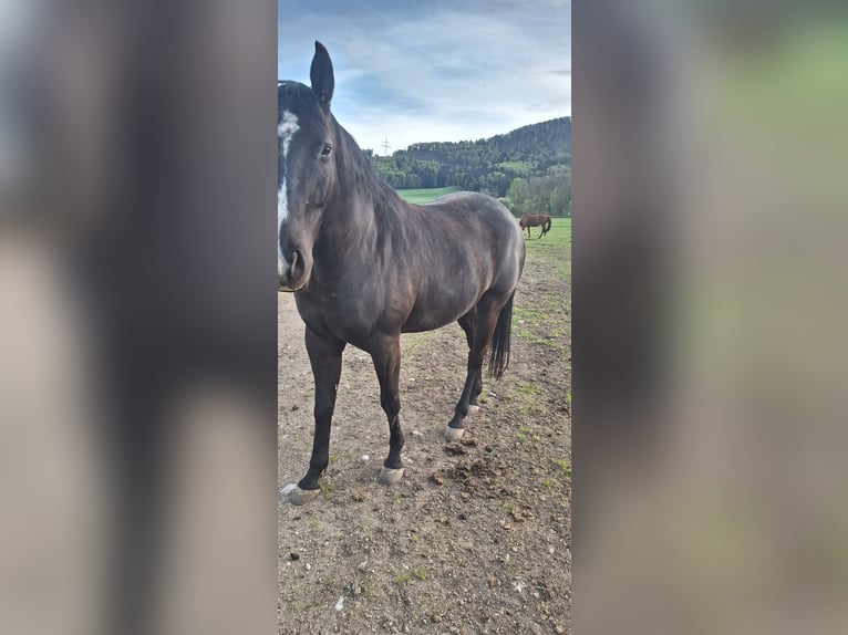 Oldenburg Mix Gelding 7 years 17 hh Smoky-Black in Koppl