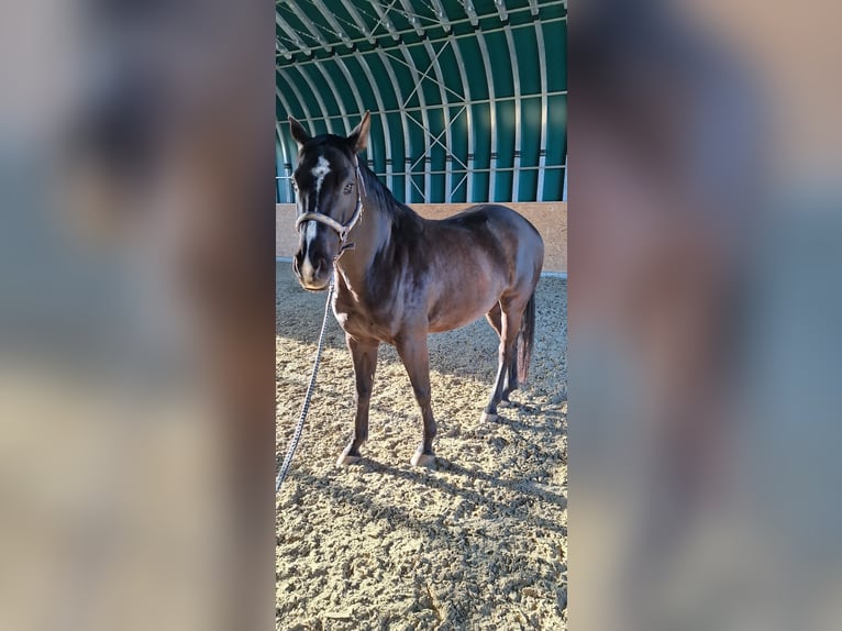 Oldenburg Mix Gelding 7 years 17 hh Smoky-Black in Koppl