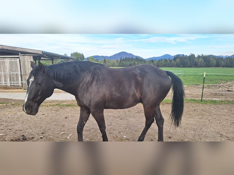 Oldenburg Mix Gelding 7 years 17 hh Smoky-Black in Koppl