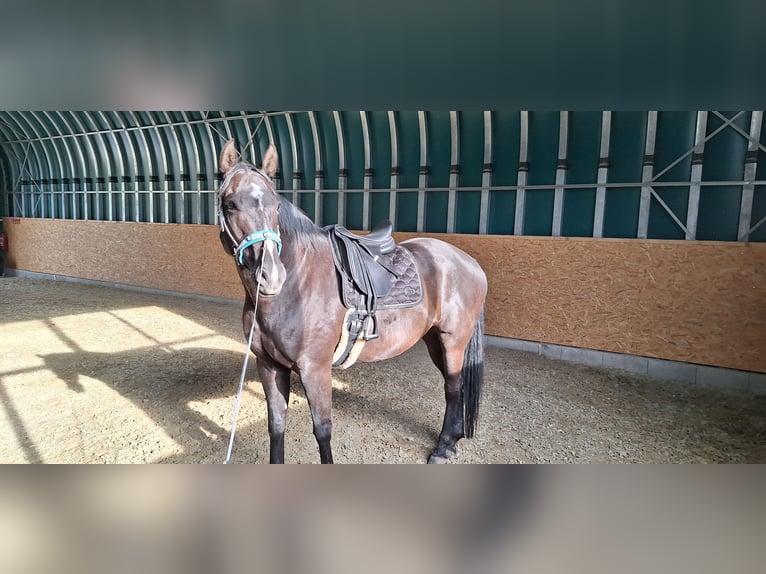 Oldenburg Mix Gelding 7 years 17 hh Smoky-Black in Koppl