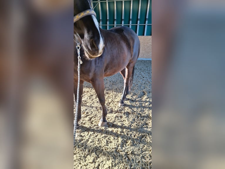 Oldenburg Mix Gelding 7 years 17 hh Smoky-Black in Koppl