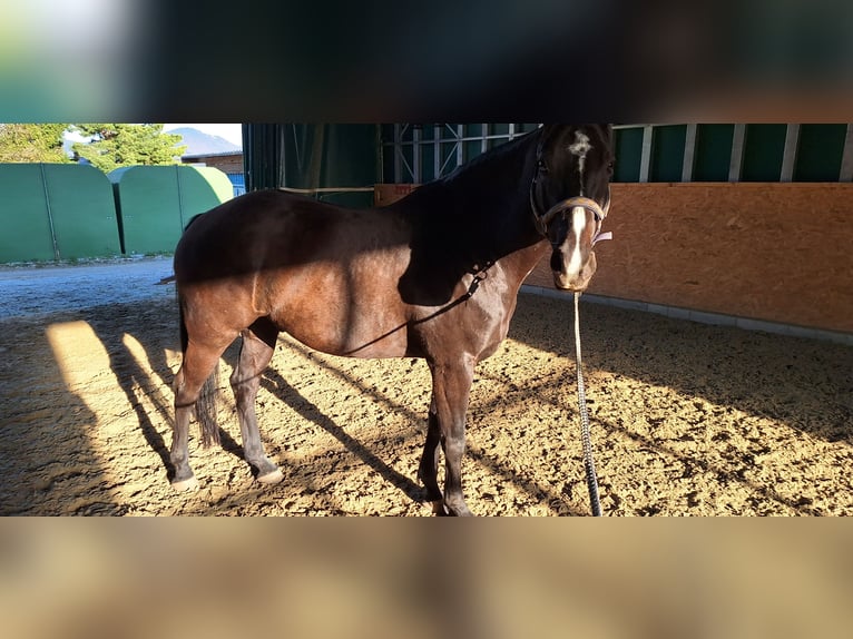 Oldenburg Mix Gelding 7 years 17 hh Smoky-Black in Koppl