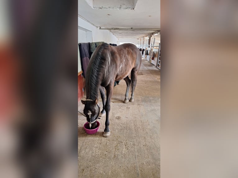 Oldenburg Mix Gelding 7 years 17 hh Smoky-Black in Koppl