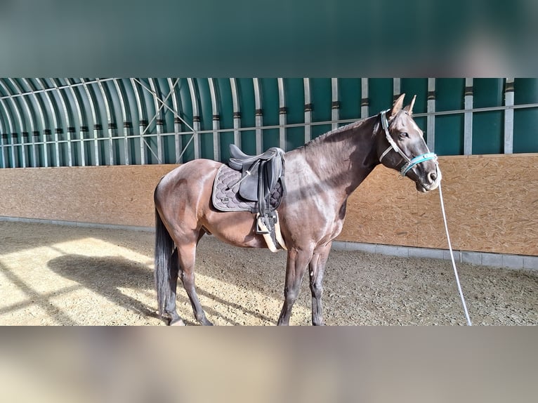 Oldenburg Mix Gelding 7 years 17 hh Smoky-Black in Koppl