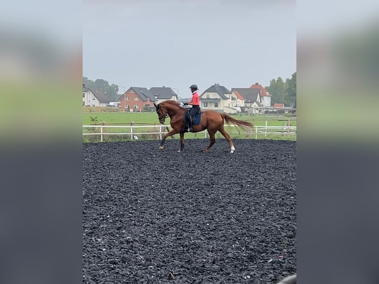 Oldenburg Gelding 7 years 17,1 hh Chestnut-Red in Holdorf