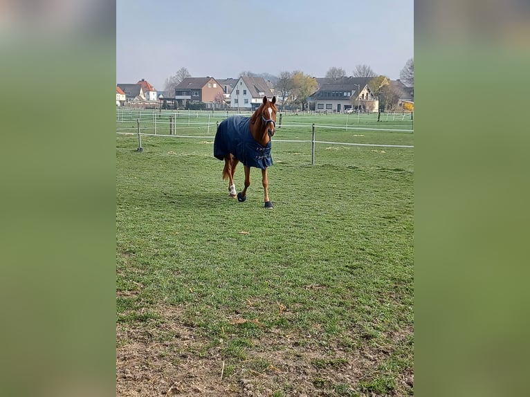 Oldenburg Gelding 7 years 17,1 hh Chestnut-Red in Holdorf