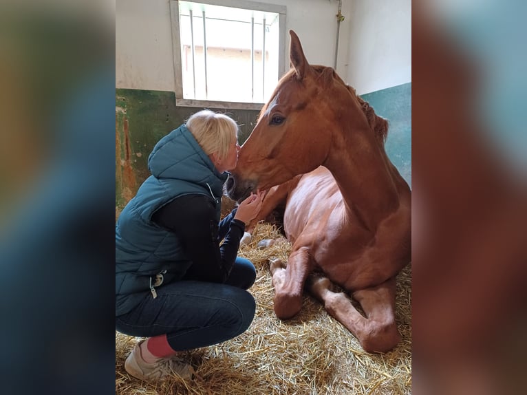 Oldenburg Gelding 7 years 17,1 hh Chestnut-Red in Holdorf