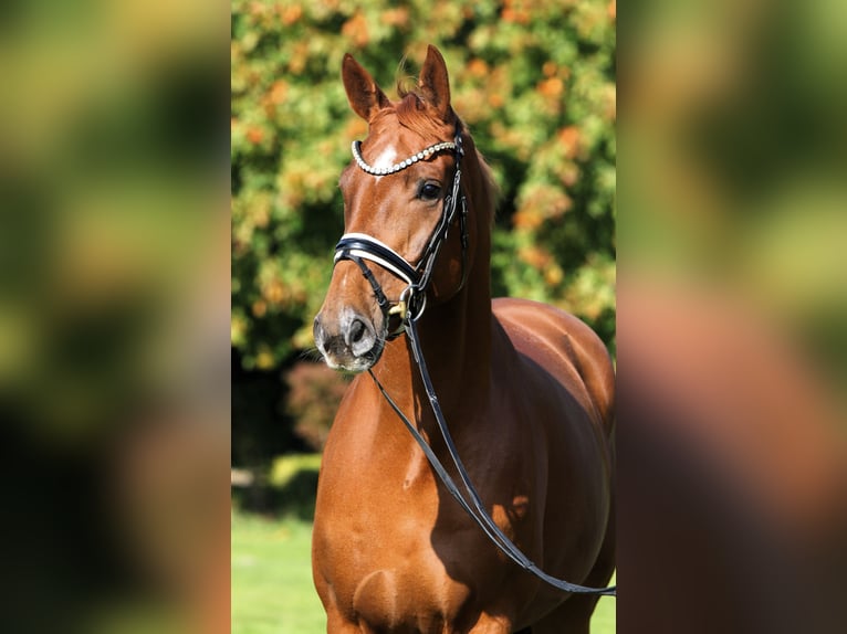 Oldenburg Gelding 7 years 17,1 hh Chestnut-Red in Rehburg-Loccum Oldenburg Gelding 7 years 17,1 hh Chestnut-Red in Rehburg-Loccum