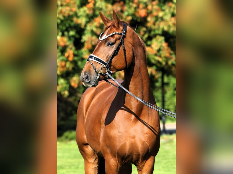 Oldenburg Gelding 7 years 17,1 hh Chestnut-Red in Rehburg-Loccum Oldenburg Gelding 7 years 17,1 hh Chestnut-Red in Rehburg-Loccum