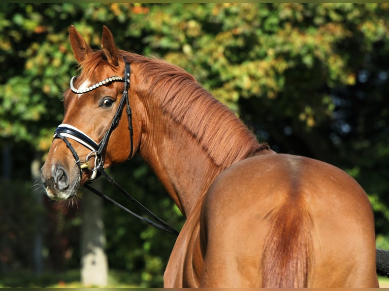 Oldenburg Gelding 7 years 17,1 hh Chestnut-Red in Rehburg-Loccum Oldenburg Gelding 7 years 17,1 hh Chestnut-Red in Rehburg-Loccum