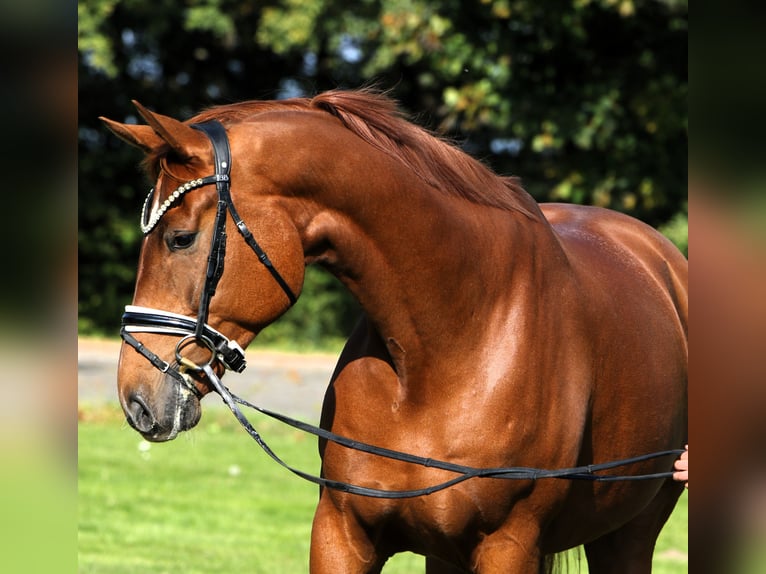 Oldenburg Gelding 7 years 17,1 hh Chestnut-Red in Rehburg-Loccum Oldenburg Gelding 7 years 17,1 hh Chestnut-Red in Rehburg-Loccum