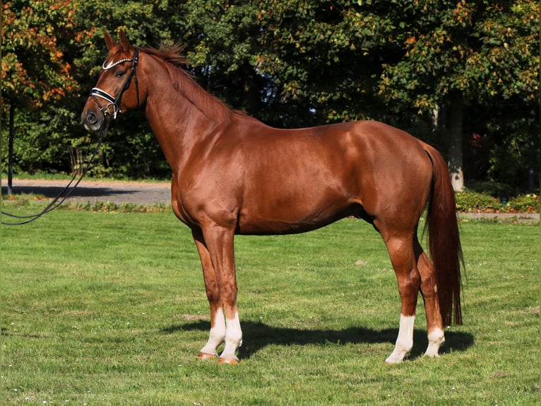 Oldenburg Gelding 7 years 17,1 hh Chestnut-Red in Rehburg-Loccum Oldenburg Gelding 7 years 17,1 hh Chestnut-Red in Rehburg-Loccum